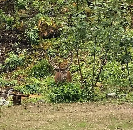 Hillfront 60 Appartement